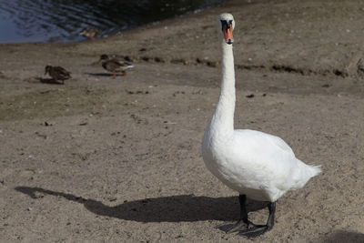 White swan on beach