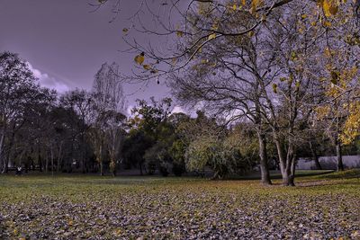 Trees in park against sky during autumn