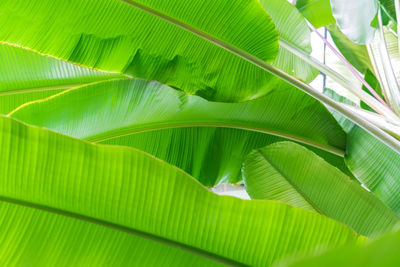 Banana palm leaves background, bottom view