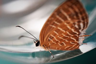 Butterfly of the family lycaenidae in nature