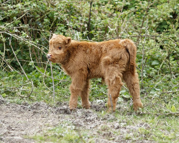 Full length of a dog on field
