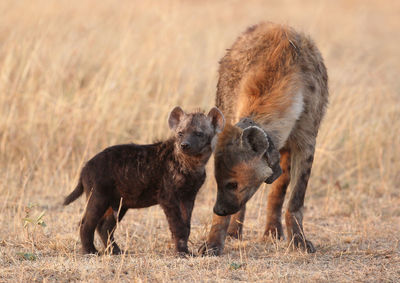 African black spotted hyena