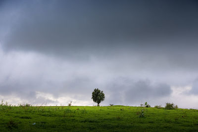 Trees on field against sky