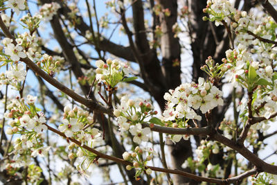 Low angle view of apple blossoms in spring