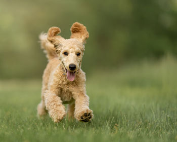 Portrait of dog running on grass
