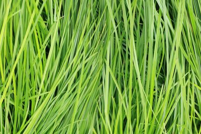 Full frame shot of fresh green field
