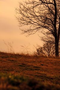 Bird on field against sky at sunset