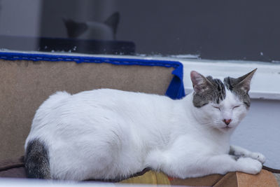 White cat resting