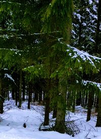 Trees in forest during winter