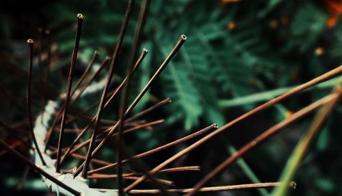 Close-up of bamboo plant on field in forest