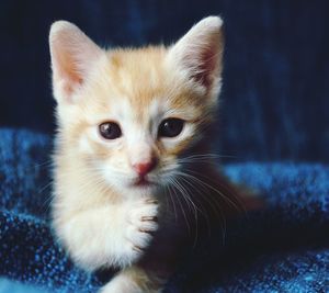 Close-up portrait of kitten