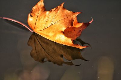 Close-up of autumn leaf on water