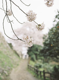 Close-up of white blossoms growing on branches