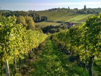 Vineyard against sky