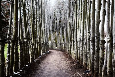 Trees in forest