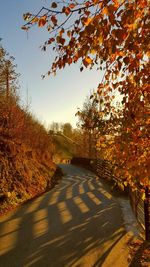 Road passing through forest