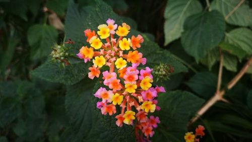 Close-up of fresh orange flowers blooming on plant