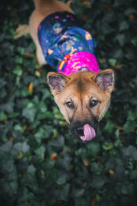 High angle portrait of dog on field