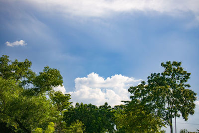 Low angle view of trees against sky