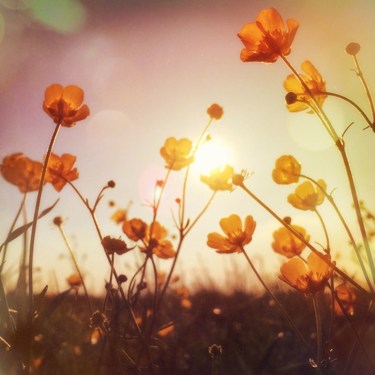flower, growth, freshness, plant, fragility, beauty in nature, nature, stem, petal, sunset, yellow, field, focus on foreground, sky, blooming, orange color, close-up, in bloom, sunlight, no people