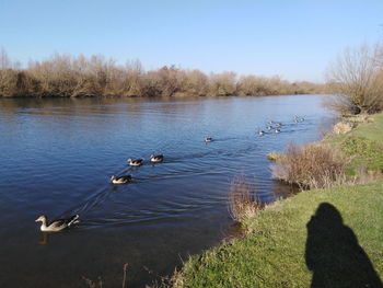 Ducks swimming in lake