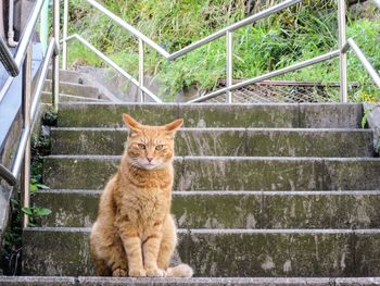 Portrait of cat