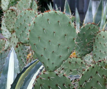 Close-up of prickly pear cactus