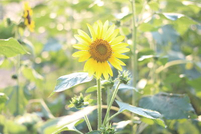 Close-up of sunflower growing outdoors