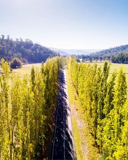 Scenic view of trees on field against sky