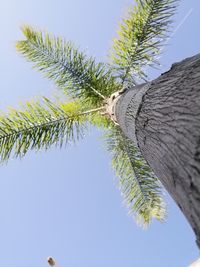 Low angle view of coconut palm tree against clear sky