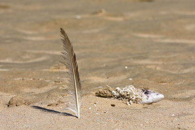 Close-up of feather on the beach