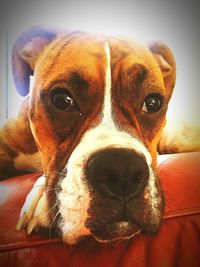 Close-up portrait of dog at home