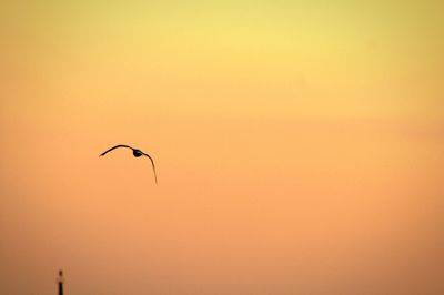 Low angle view of silhouette bird flying against clear sky