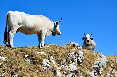 Low angle view of cattle against clear sky