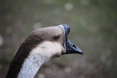 Close-up of a bird