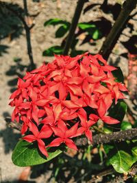 Close-up of red flowers blooming outdoors