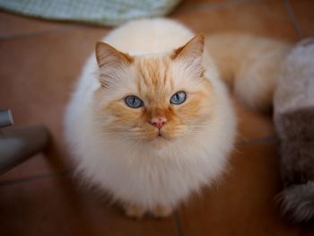 Directly above portrait view of maine coon at home