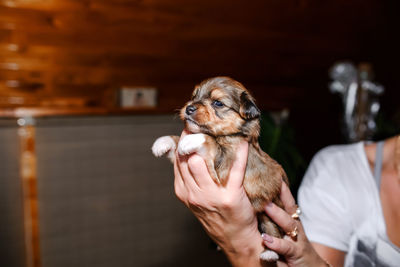 Close-up portrait of a puppy yorkshire terrier