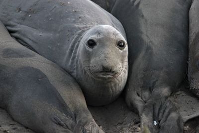 Close-up of sea lion on sand at beach