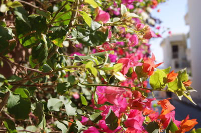 Close-up of bougainvillea blooming outdoors