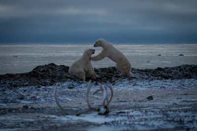 Polar bear jumps towards another on seashore