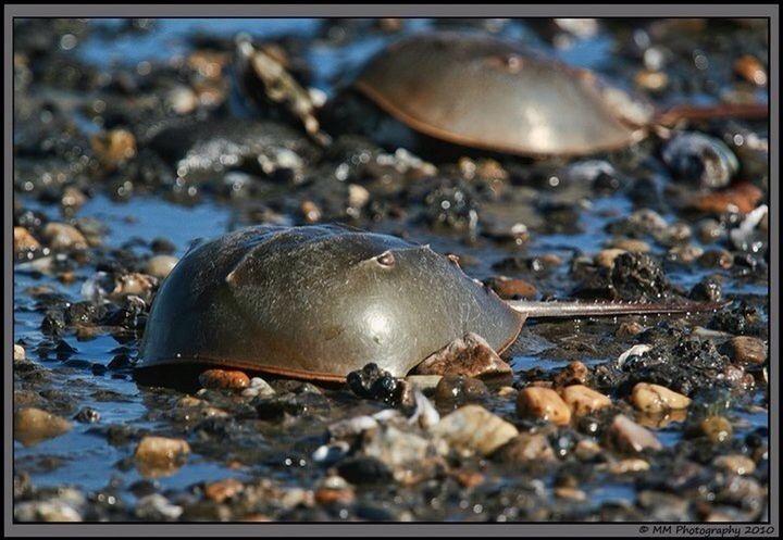 transfer print, close-up, auto post production filter, focus on foreground, metal, selective focus, rusty, pebble, stone - object, animal shell, metallic, beach, day, outdoors, no people, shell, snail, abandoned, old, seashell