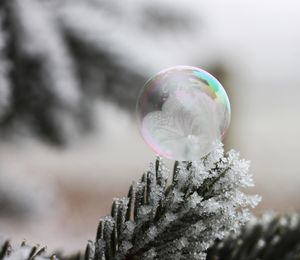 Close-up of bubbles in winter