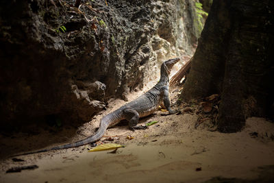 Close-up of lizard on land