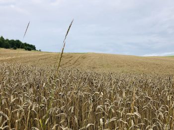 Field of wheat