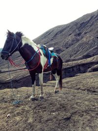 Horse cart on land against sky