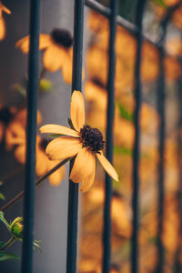 Close-up of yellow flower