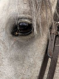 Close-up of horse eye