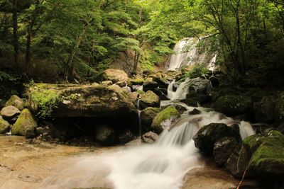 Waterfall amidst trees