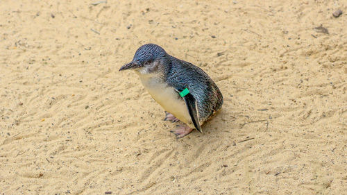High angle view of bird on sand